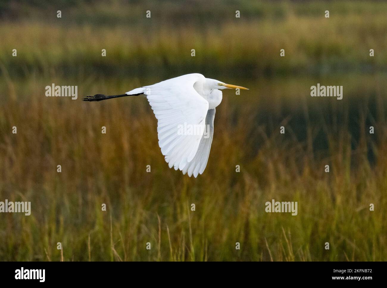 Great Egret (Ardea alba) in flight over marsh grasses Stock Photo
