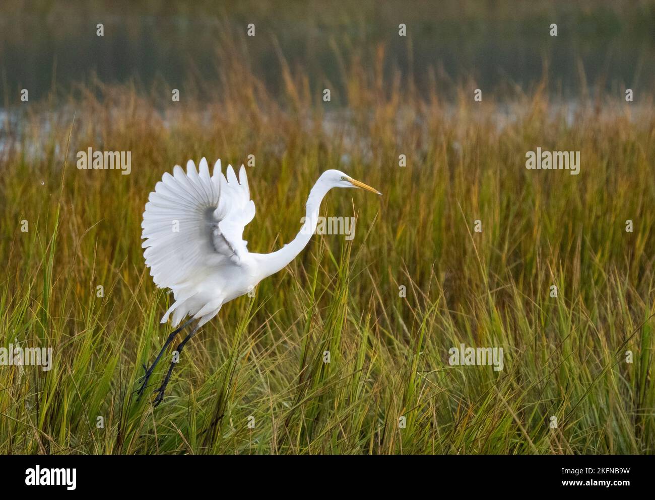 Great Egret (Ardea alba) landing in marsh grasses Stock Photo