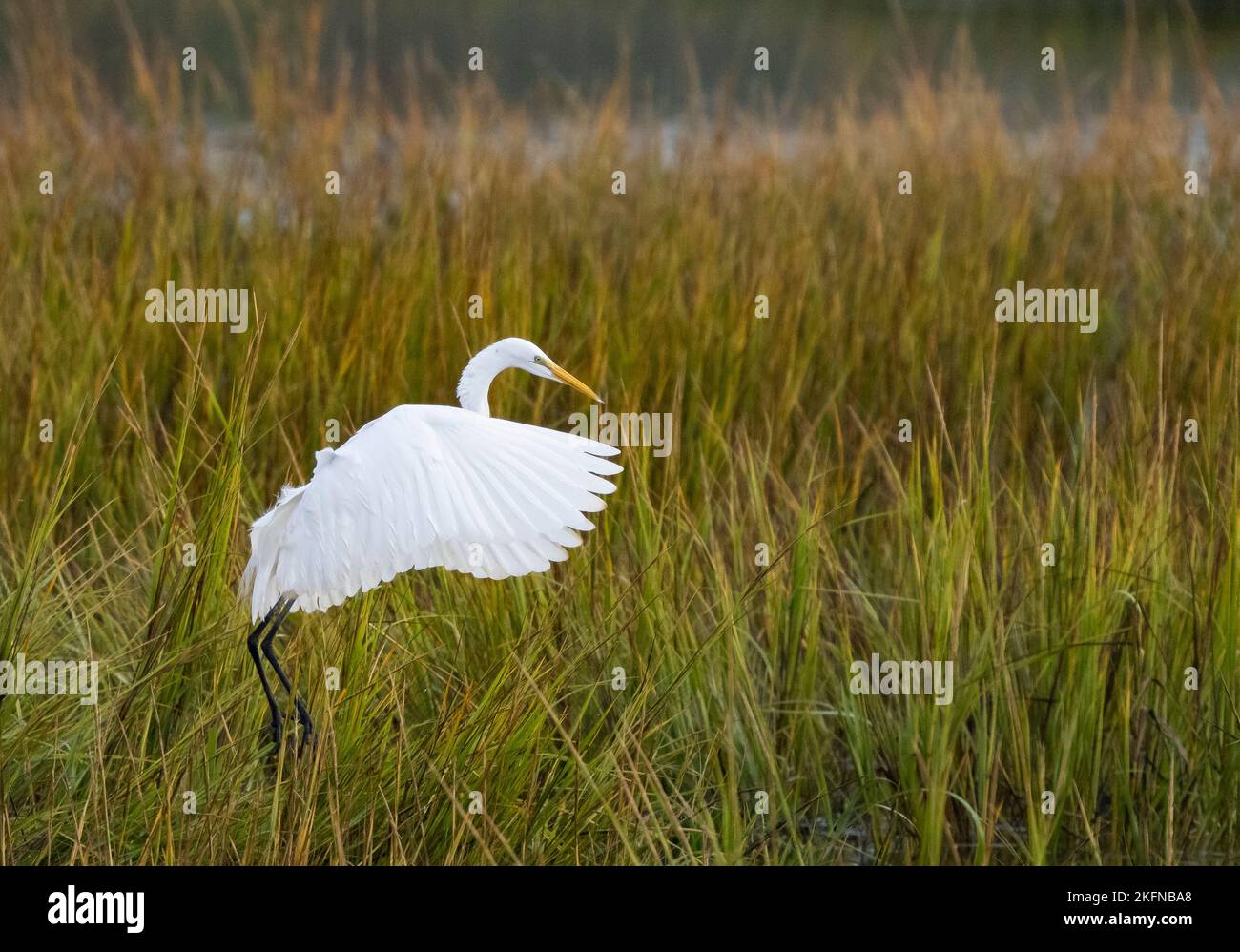 Great Egret (Ardea alba) landing in marsh grasses Stock Photo
