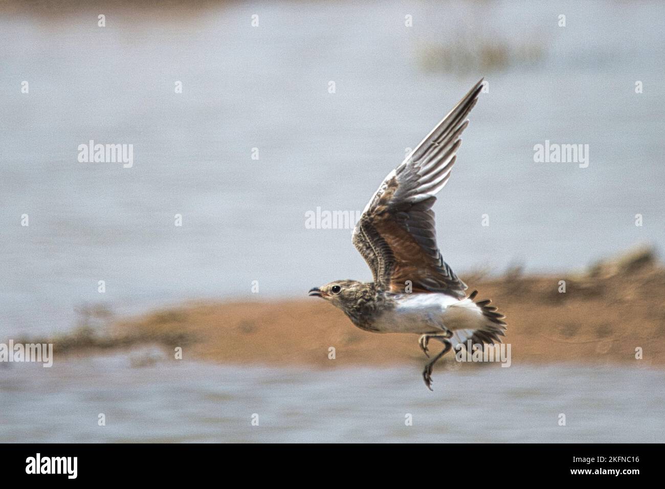A selective focus shot of a Manx shearwater in a flight eith a lake in the background Stock Photo