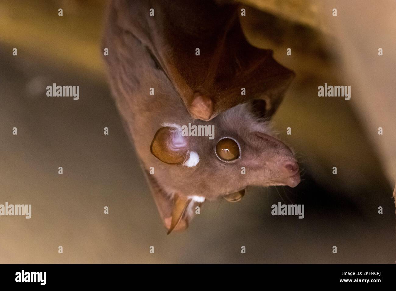 Peters's Epauletted Fruit Bat (Epomophorus crypturus) roosting under a roof in Kruger National Park, South Africa in February 2017 Stock Photo