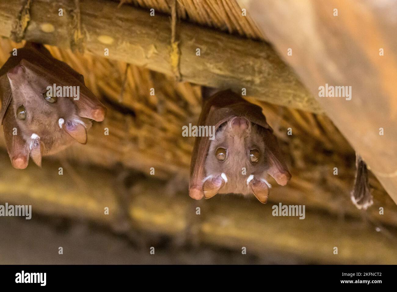 Peters's Epauletted Fruit Bat (Epomophorus crypturus) roosting under a roof in Kruger National Park, South Africa in February 2017 Stock Photo