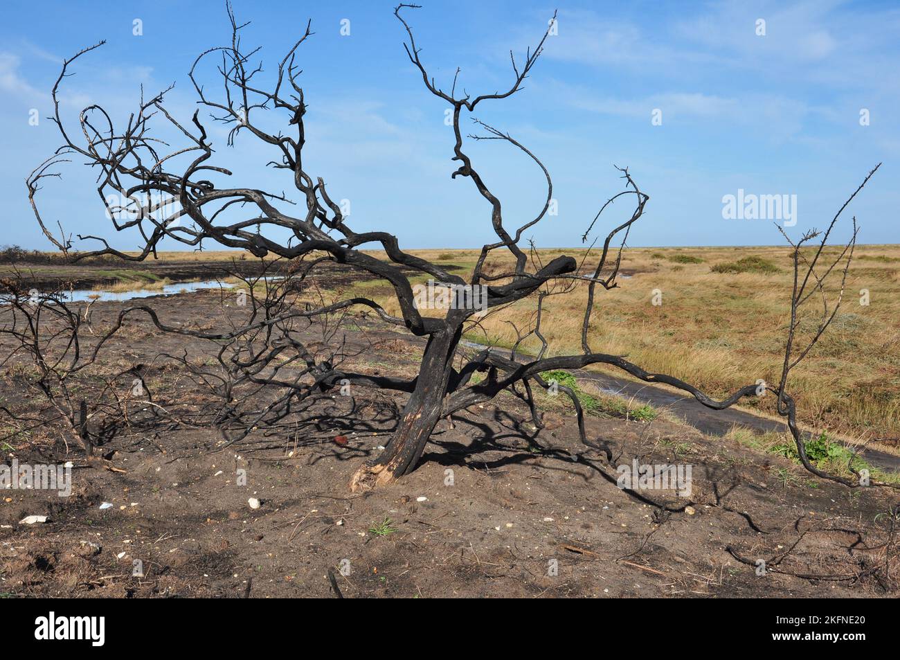 The aftermath of a wild fire on the coast between Morston and Stiffkey, Norfolk, England, UK Stock Photo