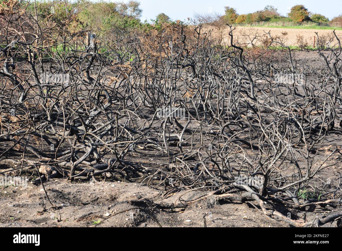 The aftermath of a wild fire on the coast between Morston and Stiffkey, Norfolk, England, UK Stock Photo