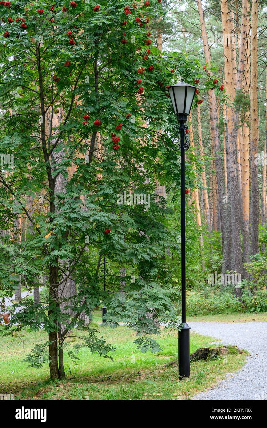 A lantern next to a rowan tree with red fruits in a park with pine trees Stock Photo