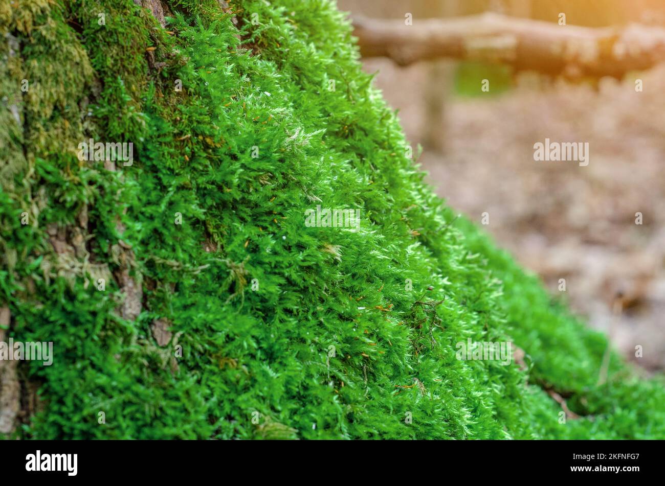 Green moss. Modern eco friendly decor made of colored stabilized moss. Natural background for design and text. Stock Photo