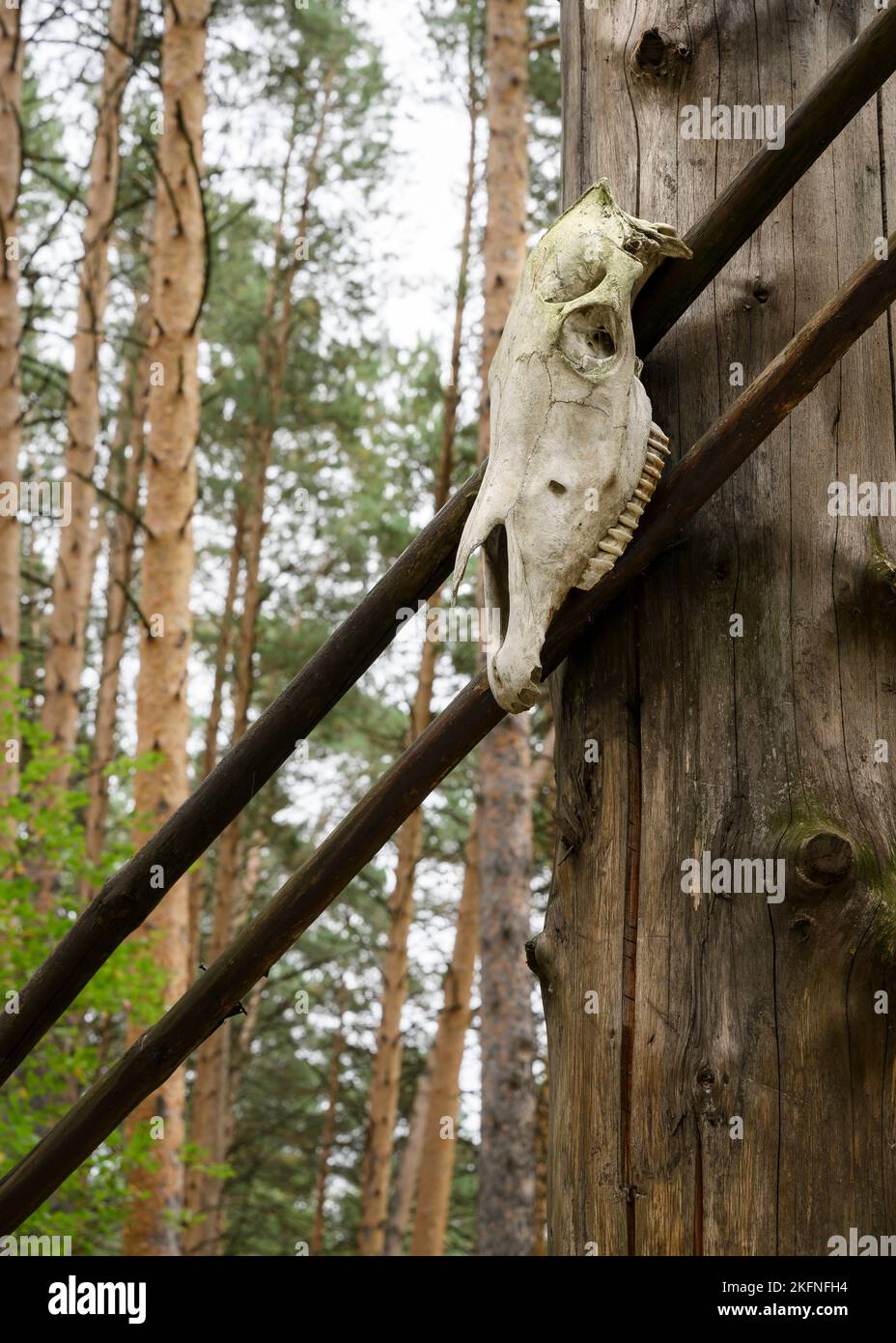 The skull of an animal as a traditional detail at the entrance to the reconstructed temple of the ancient Slavic gods Stock Photo
