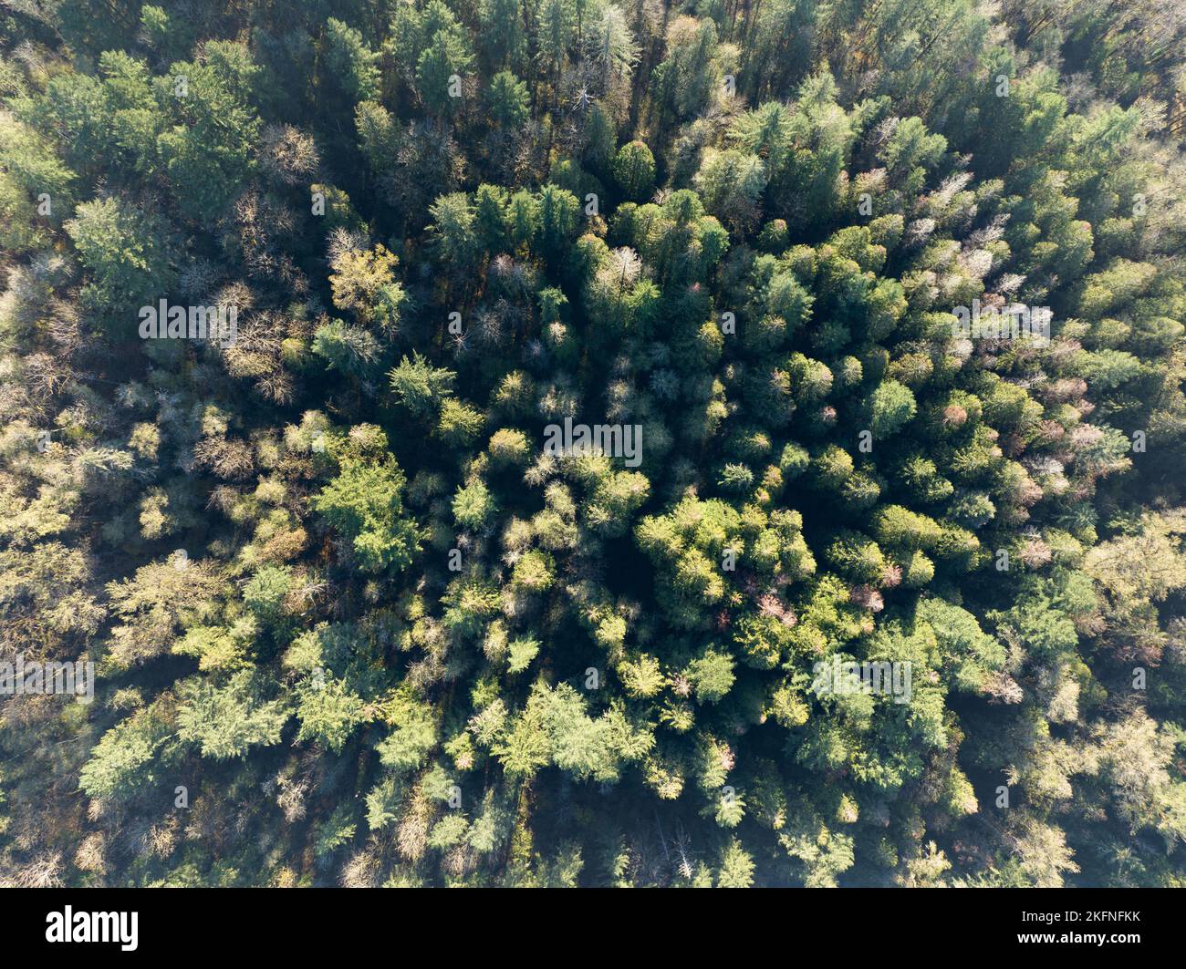An aerial view shows a healthy forest near Mount Hood, Oregon. Forests cover large swaths of land throughout the Pacific Northwest in the U.S. Stock Photo