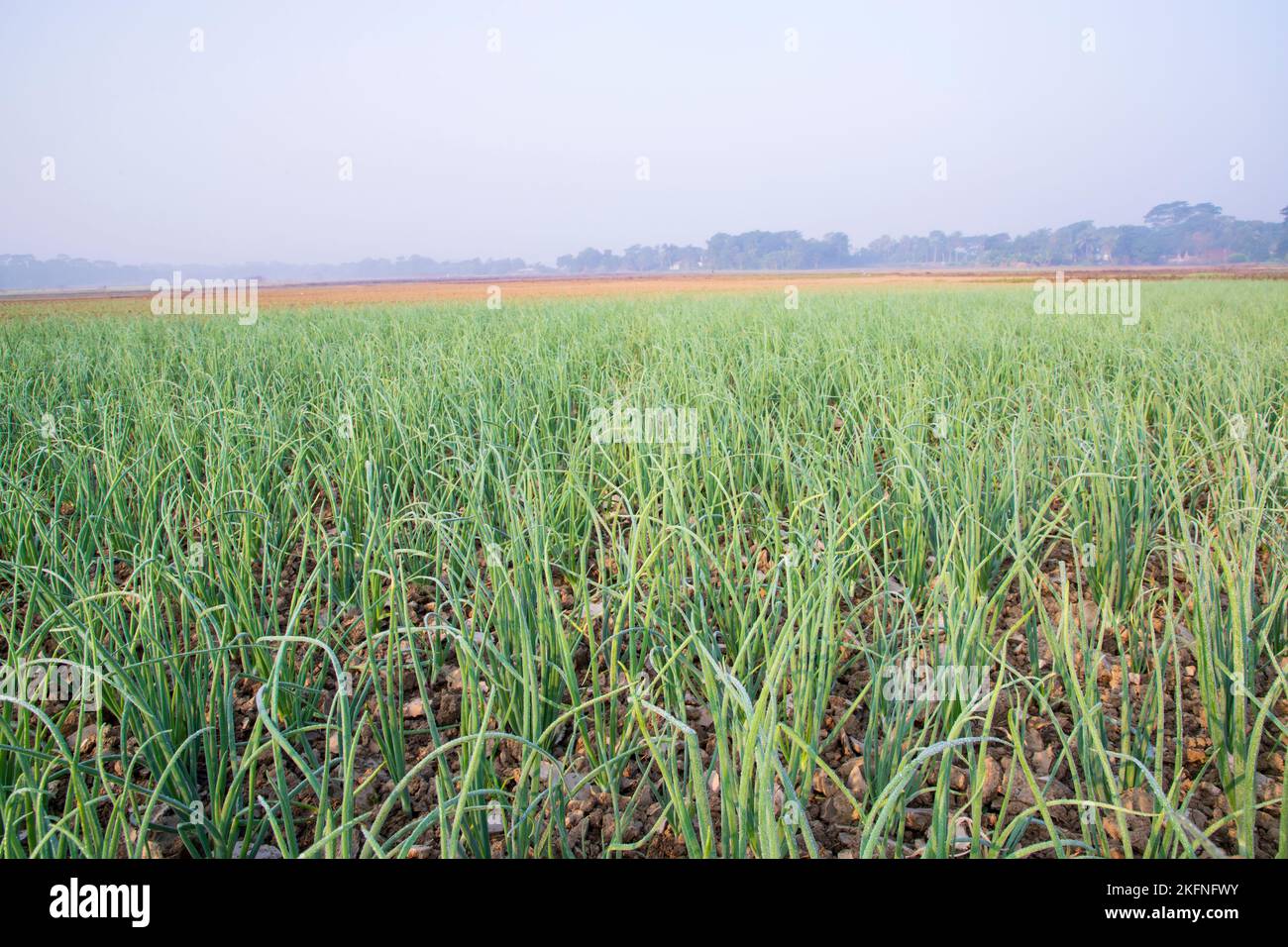 Onion plantation hi-res stock photography and images - Alamy