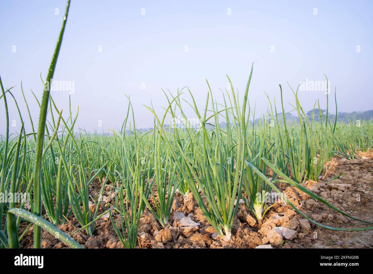 Spring onion plantation hi-res stock photography and images - Alamy