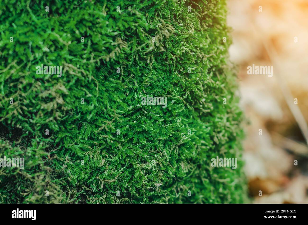 Green moss. Modern eco friendly decor made of colored stabilized moss. Natural background for design and text. Stock Photo