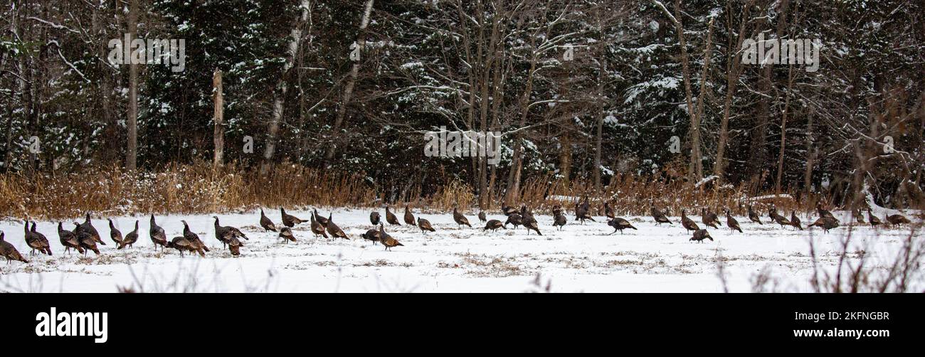 Flock of (Meleagris gallopavo) wild turkeys eating in a Wisconsin snow covered field, panorama Stock Photo