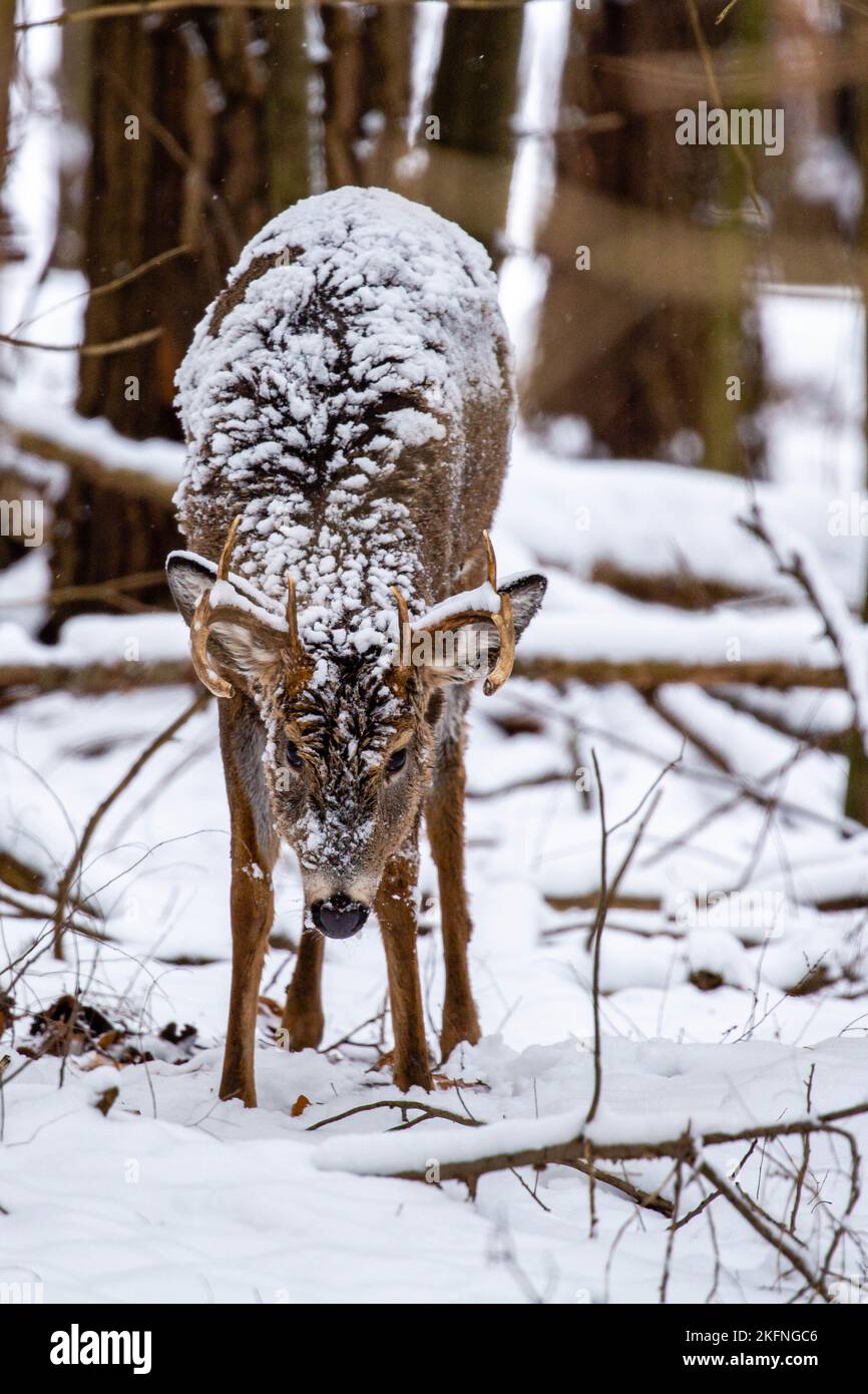 White-tailed deer buck (odocoileus virginianus) covered with snow in November, vertical Stock Photo