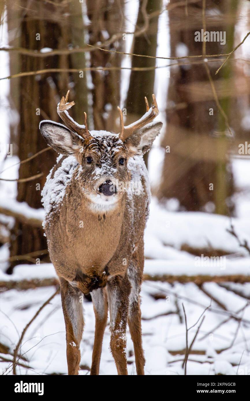 White-tailed deer buck (odocoileus virginianus) covered with snow in November, vertical Stock Photo
