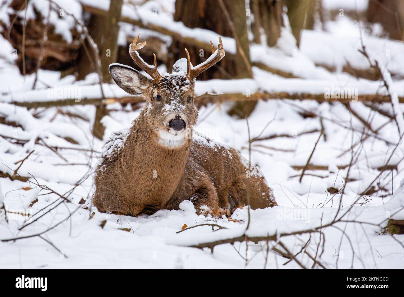 White-tailed deer buck (odocoileus virginianus) covered with snow bedded down and resting after the rut, horizontal Stock Photo