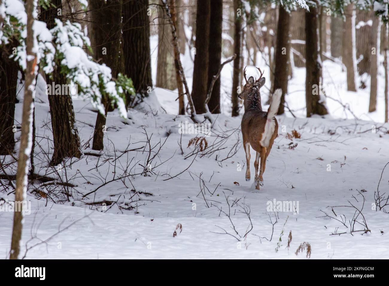 White-tailed deer buck (odocoileus virginianus) running through a Wisconsin snow covered forest, horizontal Stock Photo