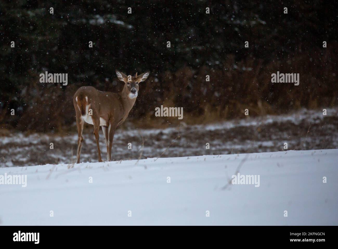 White-tailed deer young buck (odocoileus virginianus) snowing in November, horizontal Stock Photo