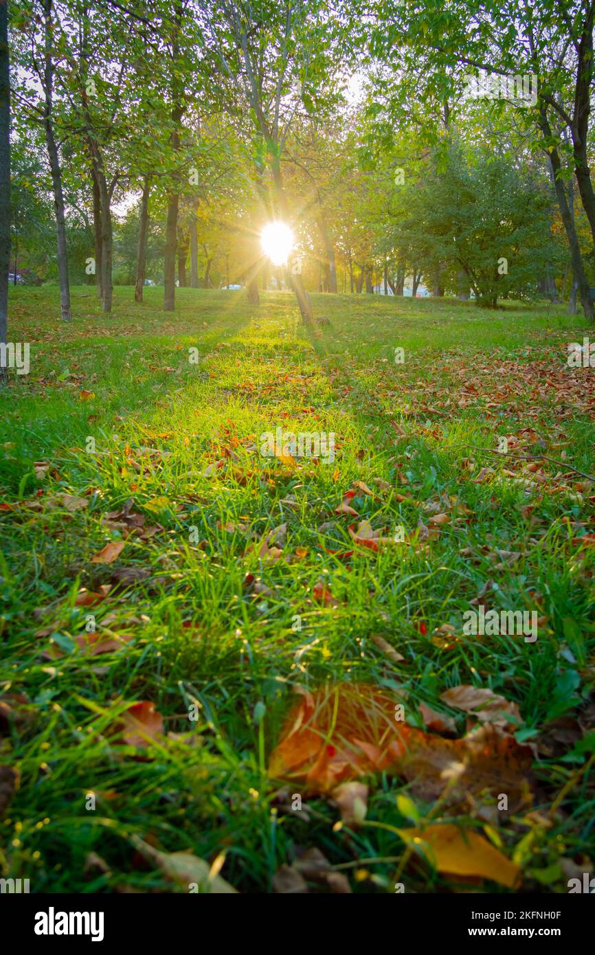 Rays sun way through green hi-res stock photography and images - Alamy