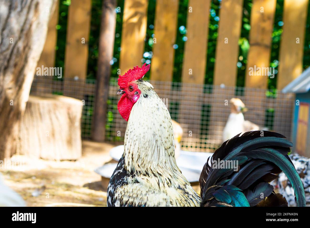 Portrait of rooster in farm. Cock in outside area of a chicken coop. Beautifully feathered cock outdoors. Portrait of a male chicken or rooster. Stock Photo