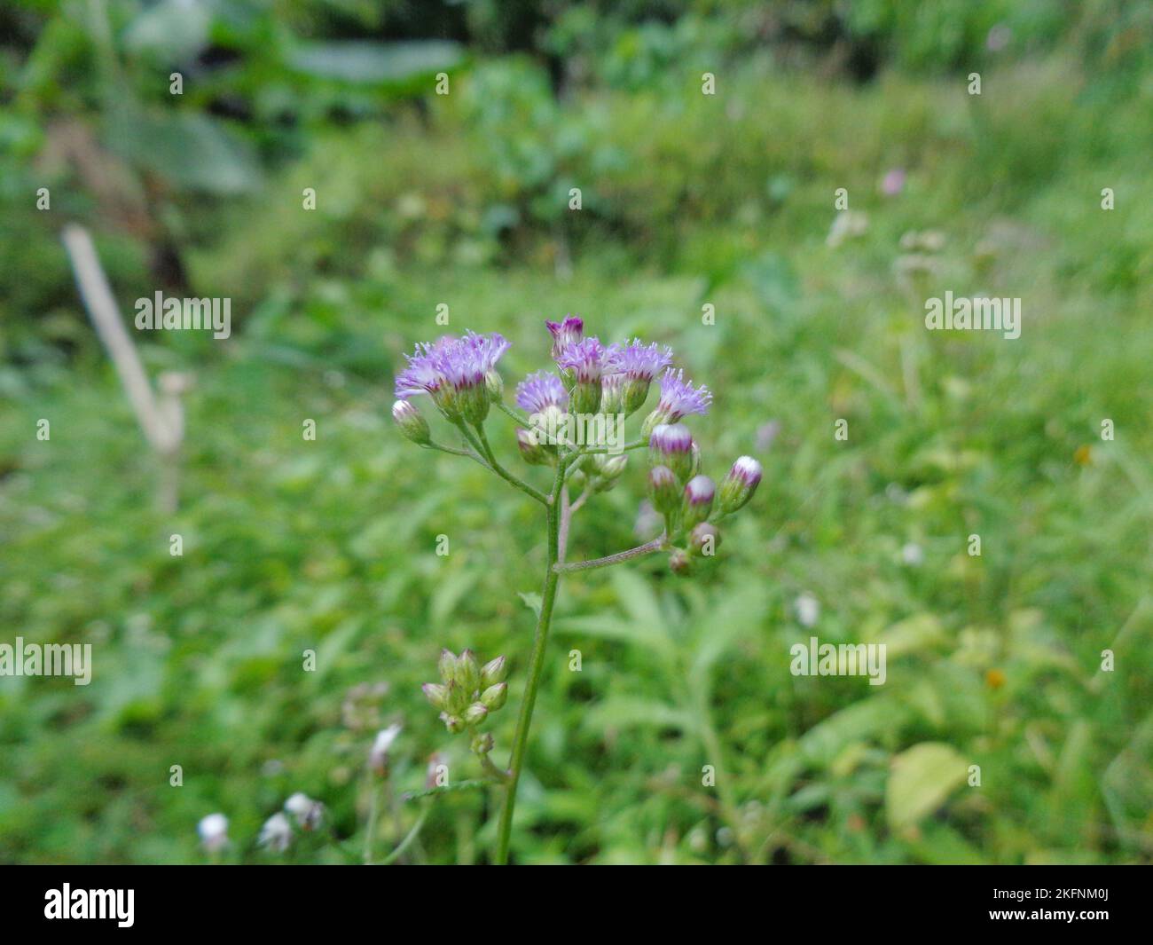 A close-up shot of a meadow flower Stock Photo