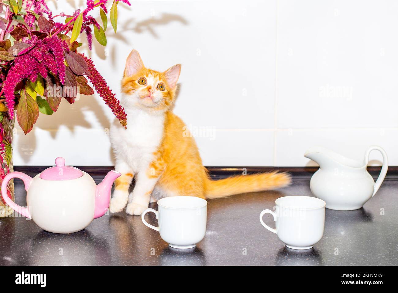 Ginger kitten in the kitchen on the table next to the cups and teapot. Pets in the home interior. Stock Photo