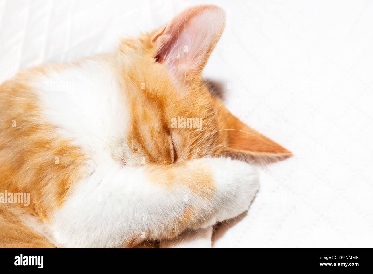 small red kitten sleeps on a white blanket, covering its muzzle with its paw. Close-up. Stock Photo