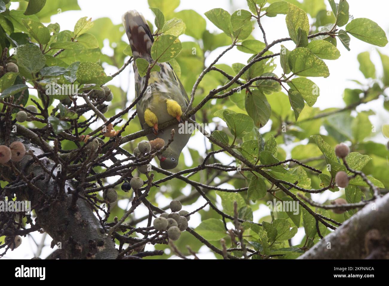 African Green Pigeon (Treron calvus) feeding in a fig tree in Kruger National Park Stock Photo