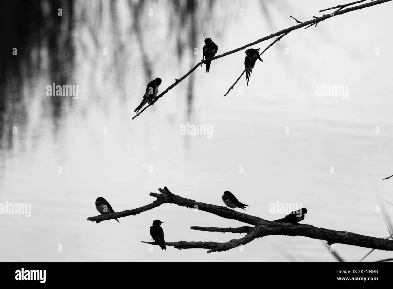 The grayscale of the silhouette of small birds, swallows perched on tree branches Stock Photo