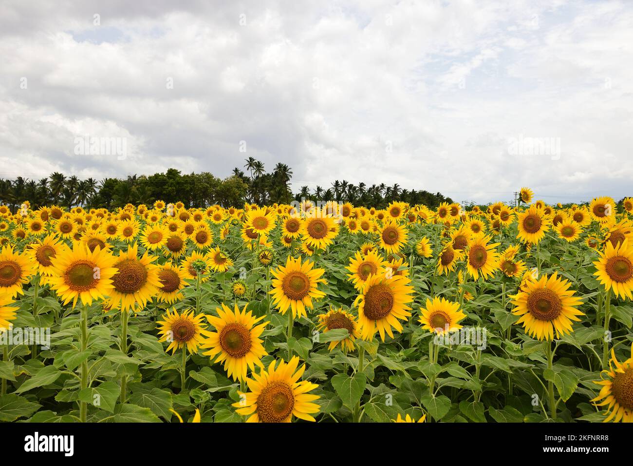 sunflower field,beautiful sunflowers bloom and dancing in wind under sunlight Stock Photo