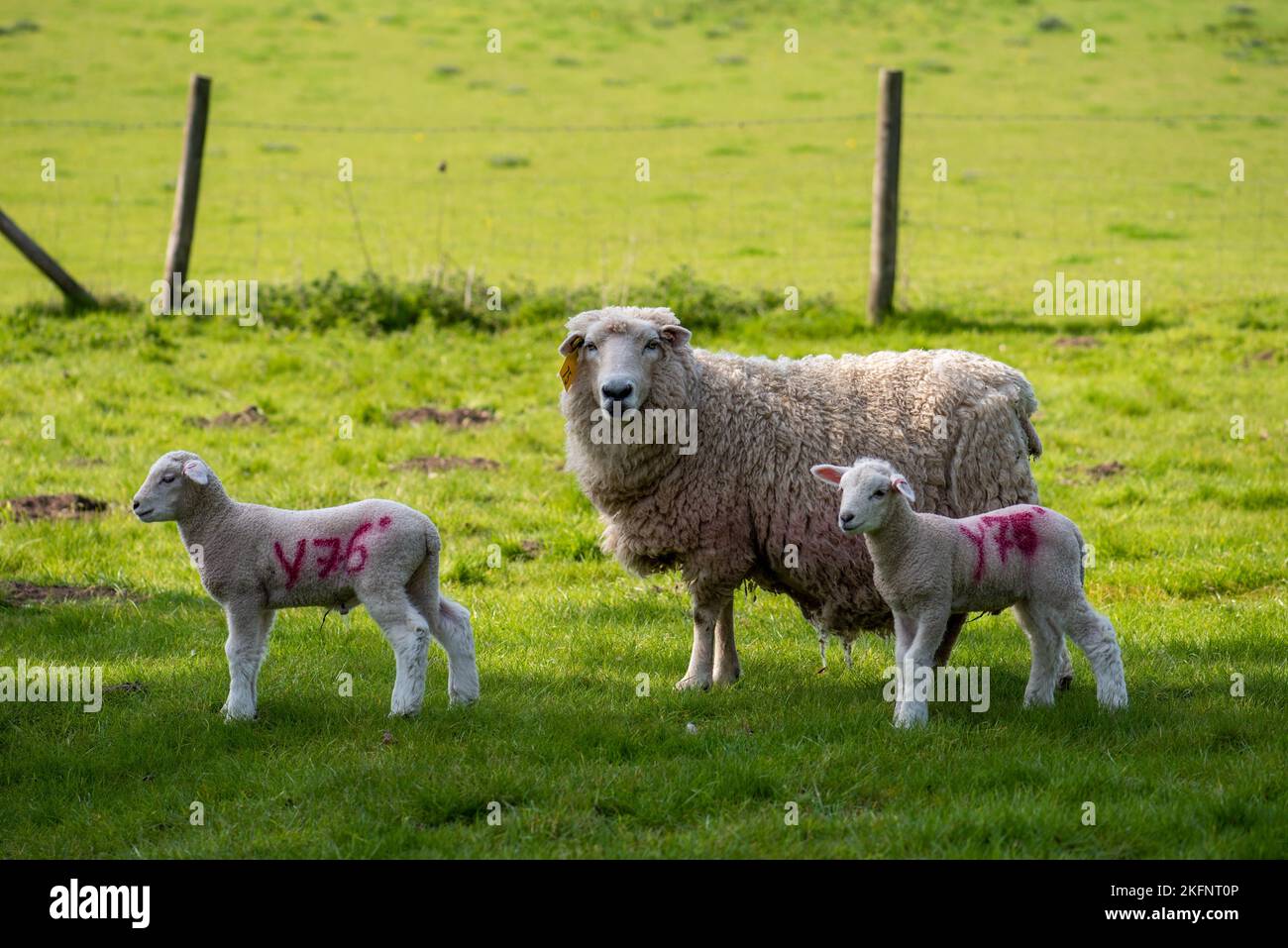 Mother Sheep and her two lambs Stock Photo - Alamy