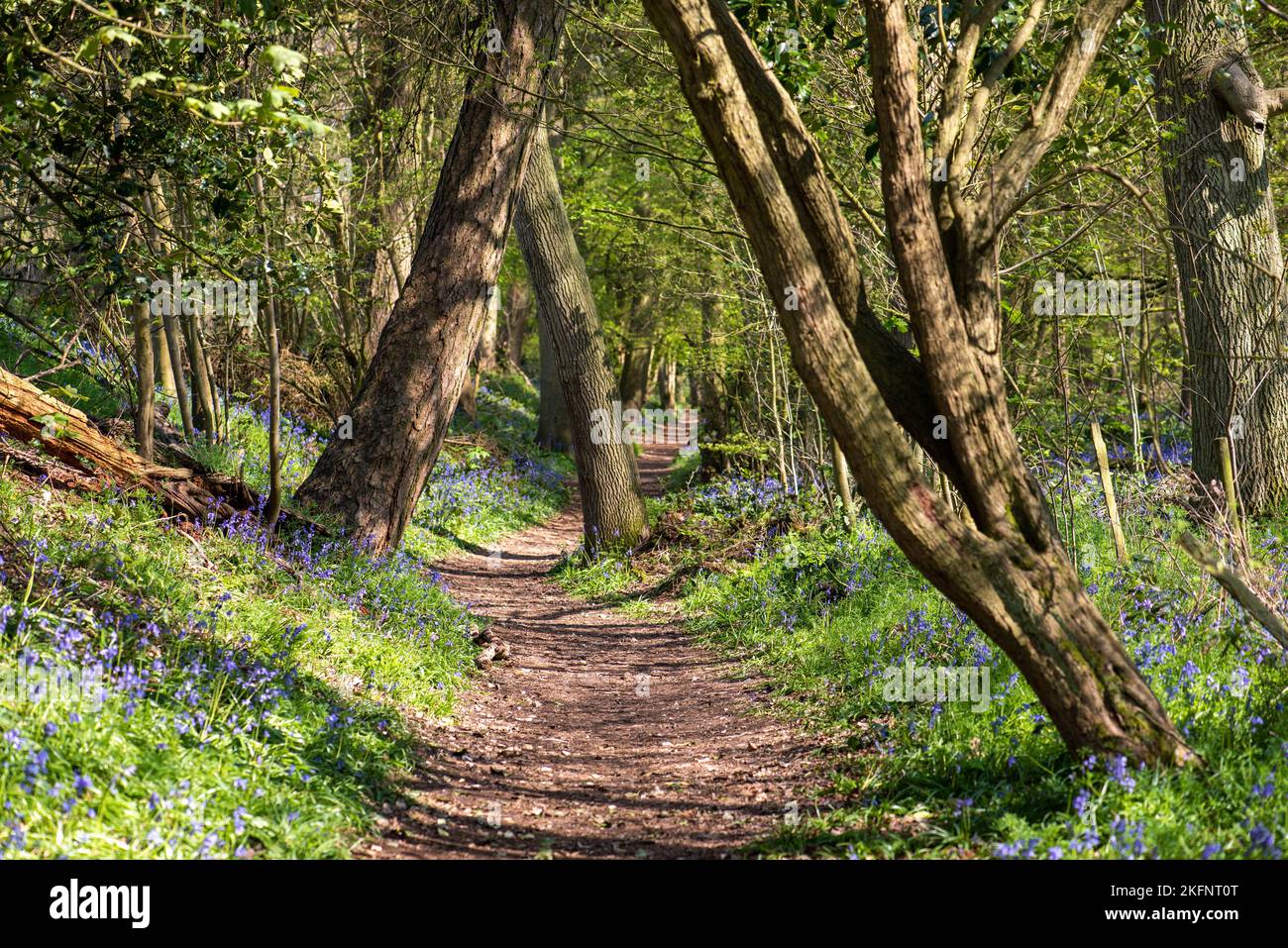 Woodland Footpath Into The Blue Bell Woods Stock Photo Alamy