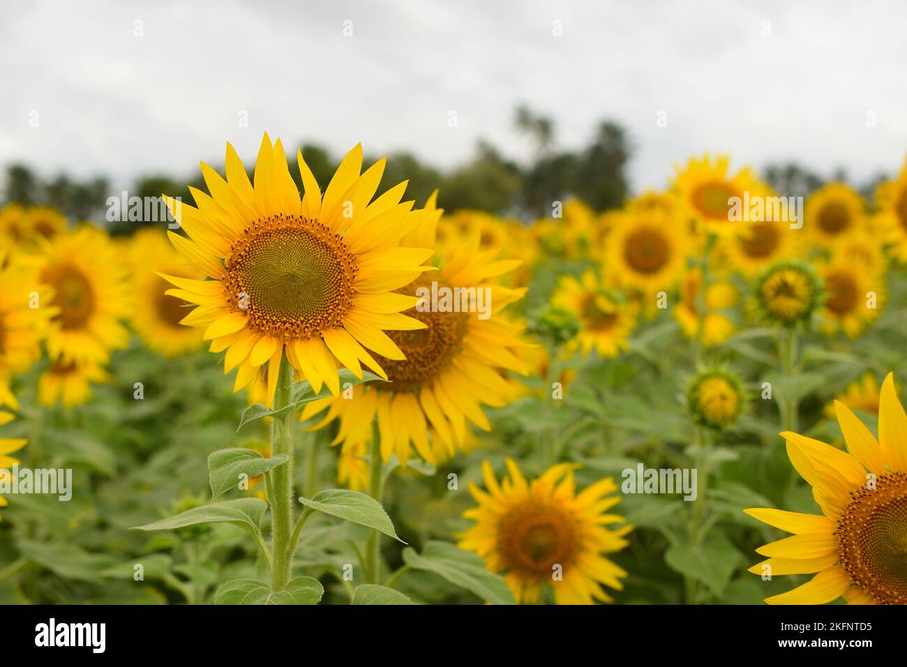 sunflower field,beautiful sunflowers bloom and dancing in wind under sunlight Stock Photo
