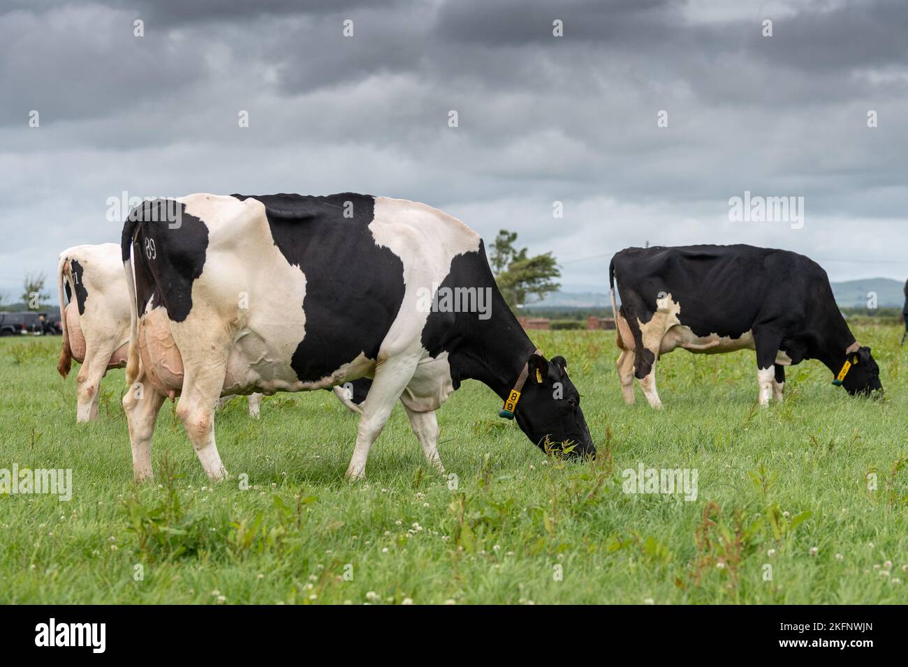 Holstein dairy cattle grazing on lowland pastures, Dumfries, UK Stock