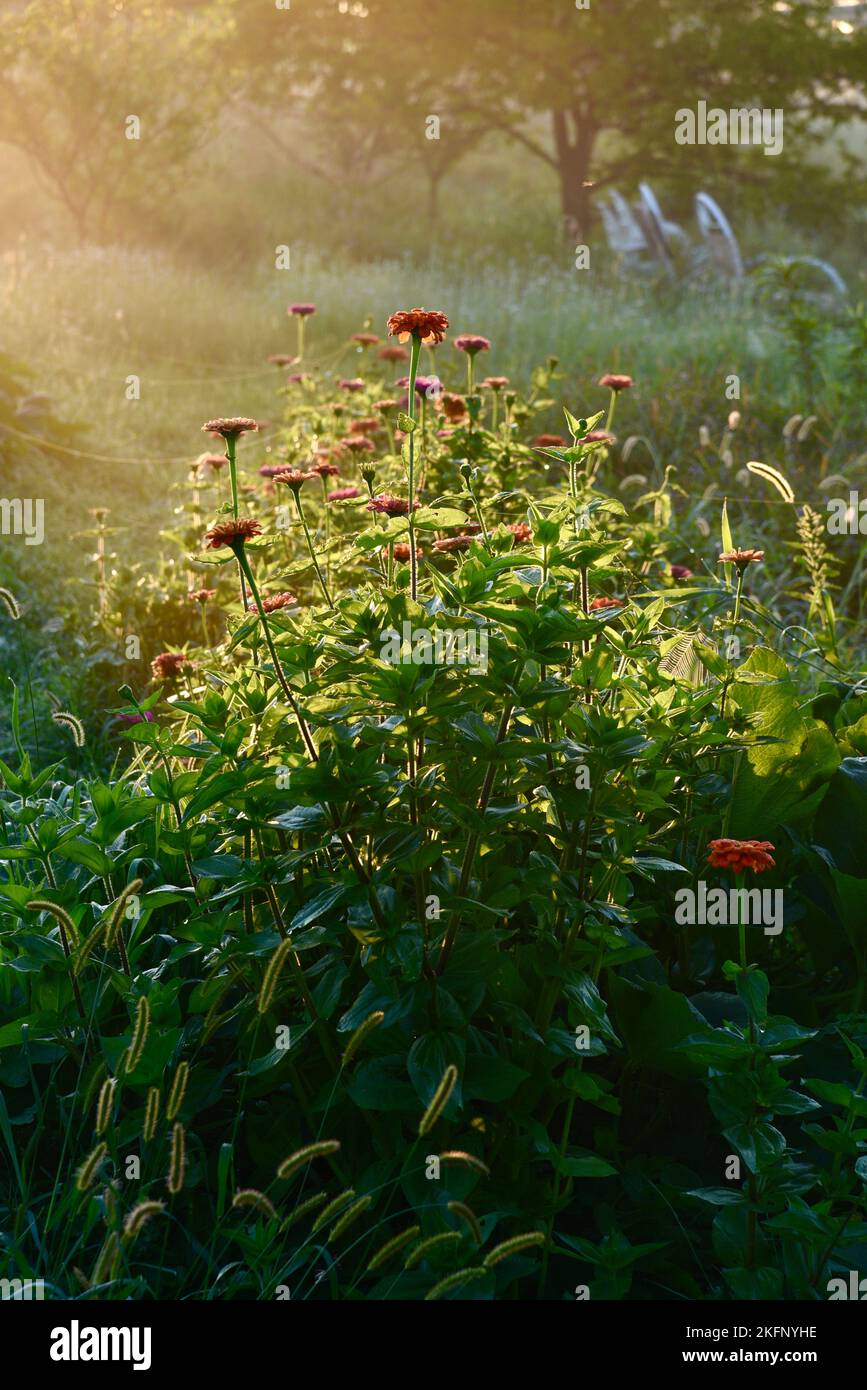 Zinnias in bloom during a early morning sunrise with light fog, sunshine rays lighting up flowers in row planted on farm, Browntown, Wisconsin, USA Stock Photo