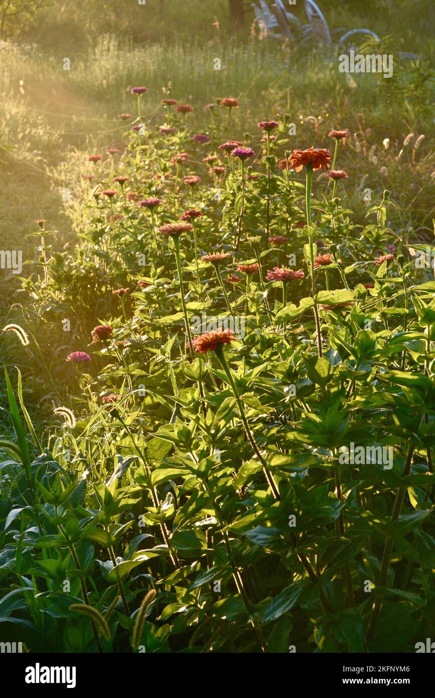 Zinnias in bloom during a early morning sunrise with light fog, sunshine rays lighting up flowers in row planted on farm, Browntown, Wisconsin, USA Stock Photo