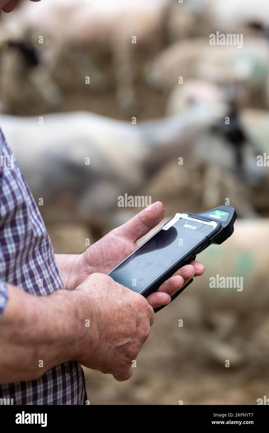 Farmer with electronic ear tag reader in yard with sheep, checking
