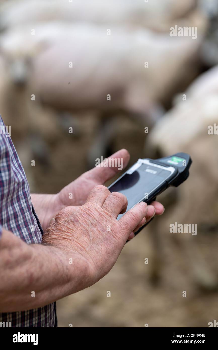 Farmer with electronic ear tag reader in yard with sheep, checking