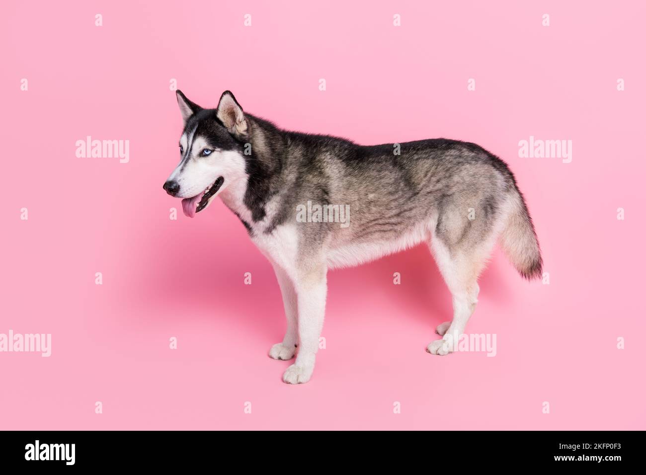 eukanuba husky
