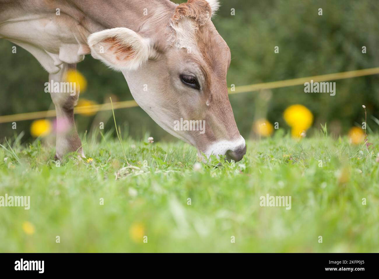 A brown alpine cow in a green pasture in Dolomites area Stock Photo - Alamy