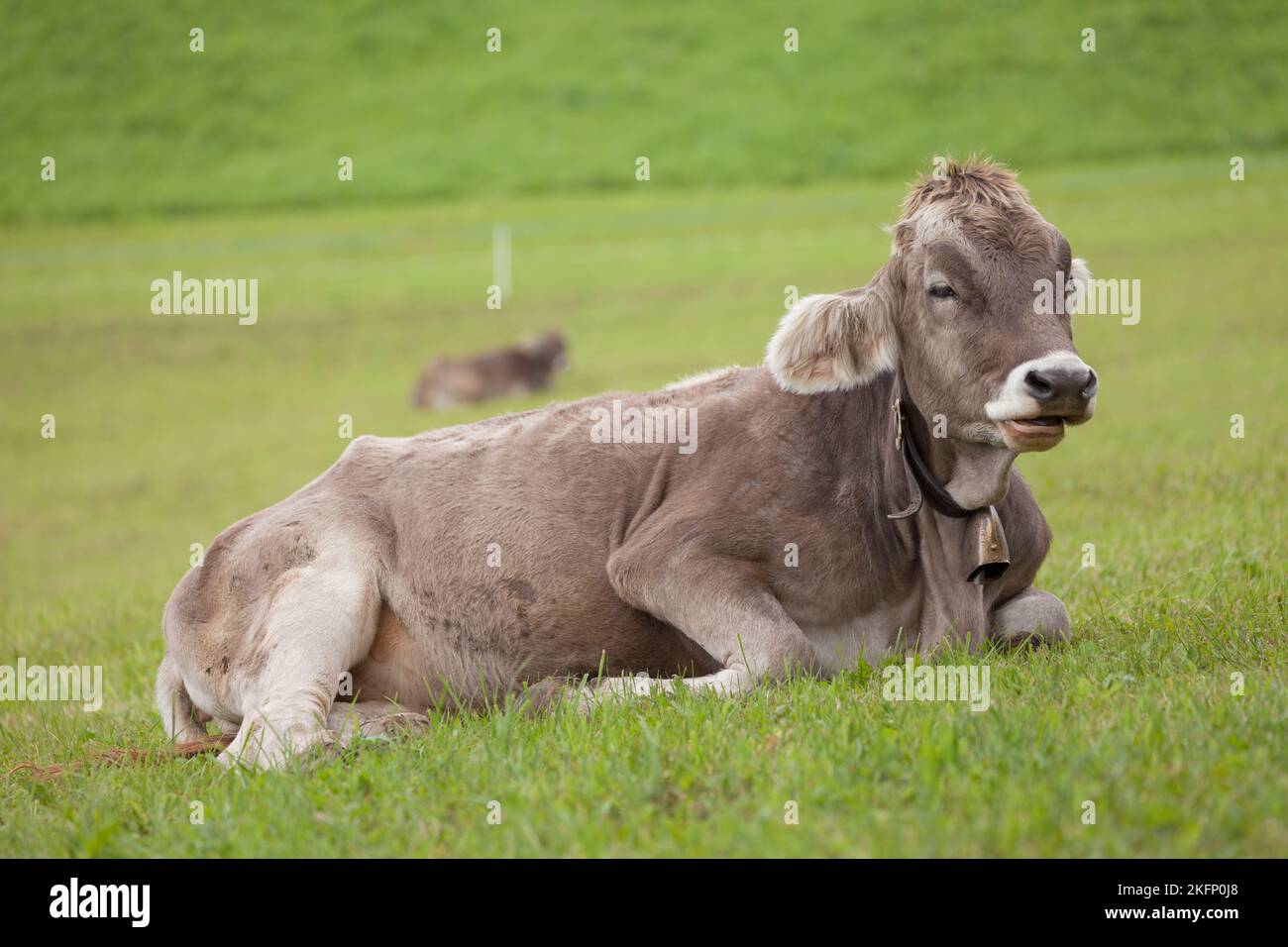 A brown alpine cow resting in a green pasture in Dolomites area Stock ...
