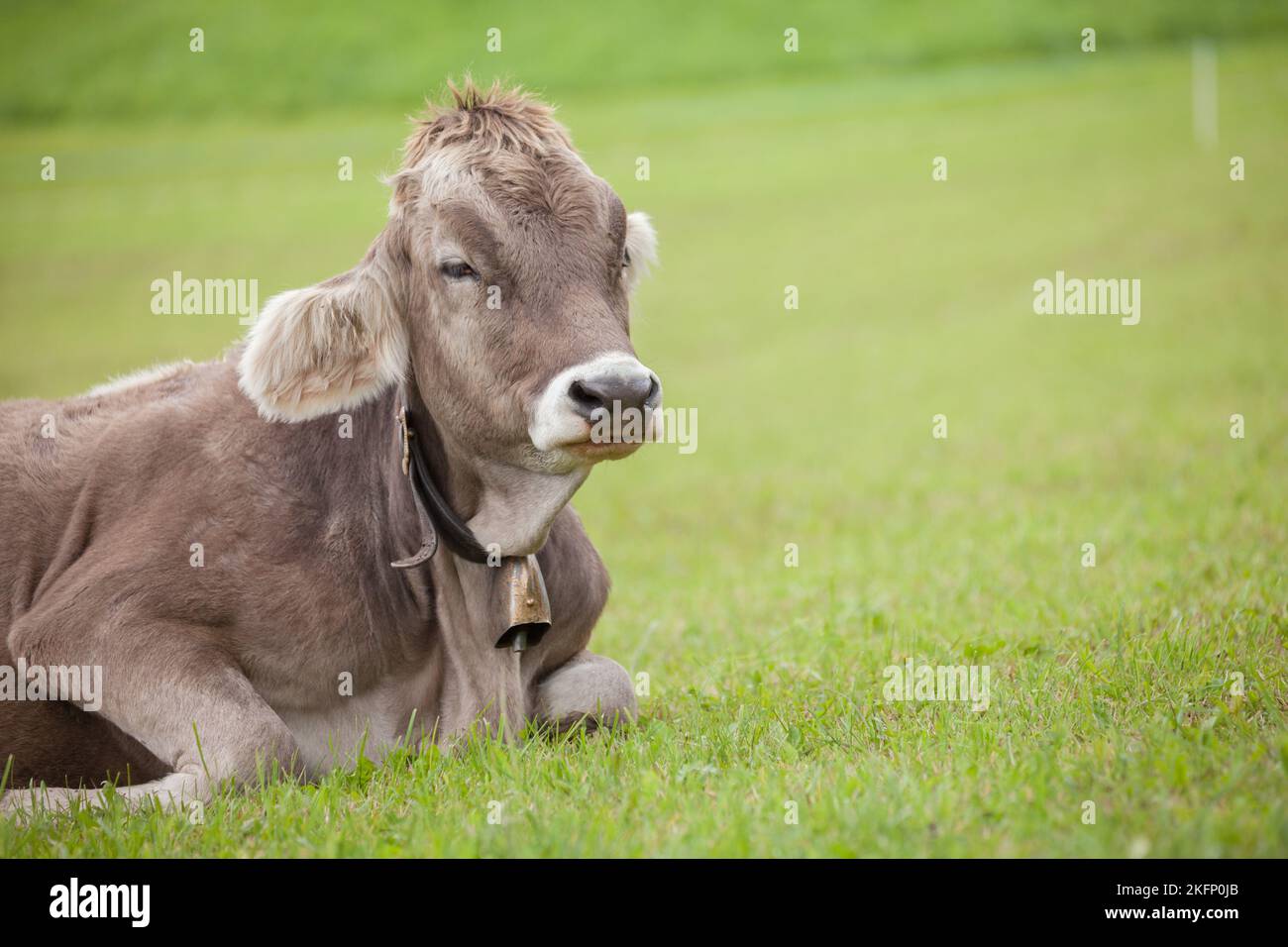 A brown alpine cow resting in a green pasture in Dolomites area Stock ...