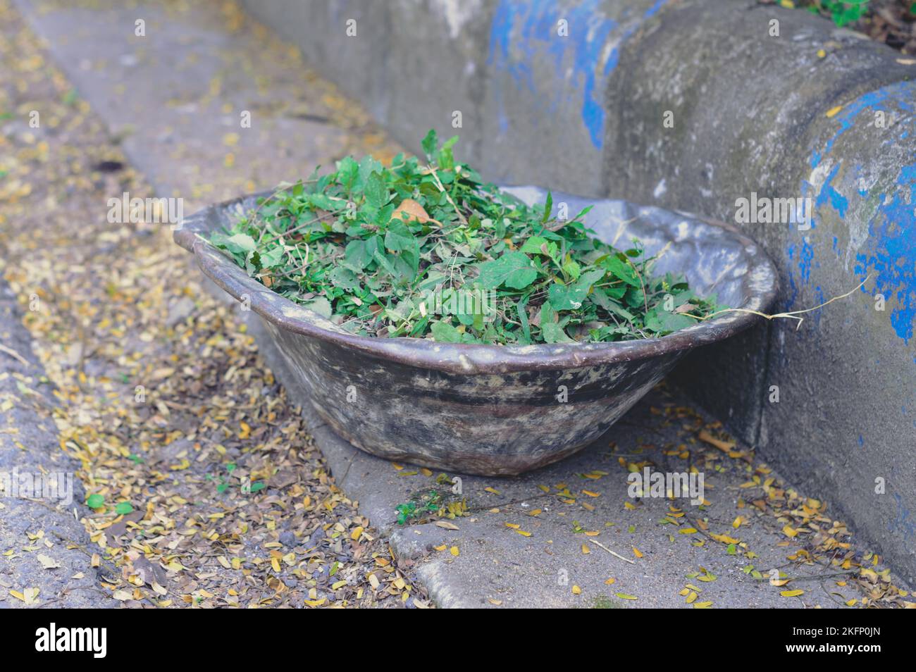 Compost Heap of Waste Leaves Picking Up after Clean and gathered in a Garbage Dump Container for Recycling. Natural Waste Management Recycled Material Stock Photo