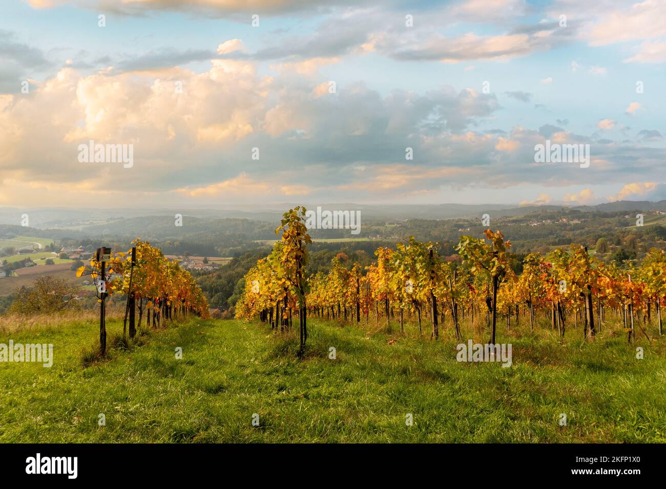 Colorful vineyards during sunset in autumn. Famous scenic Styria Südsteiermark region. Stock Photo