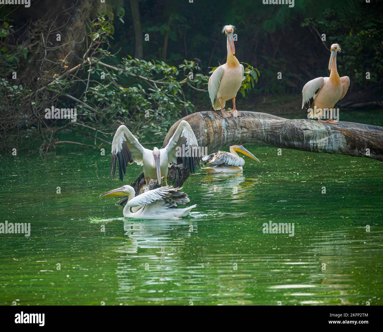 A Group of Pink Pelican in a lake Stock Photo - Alamy