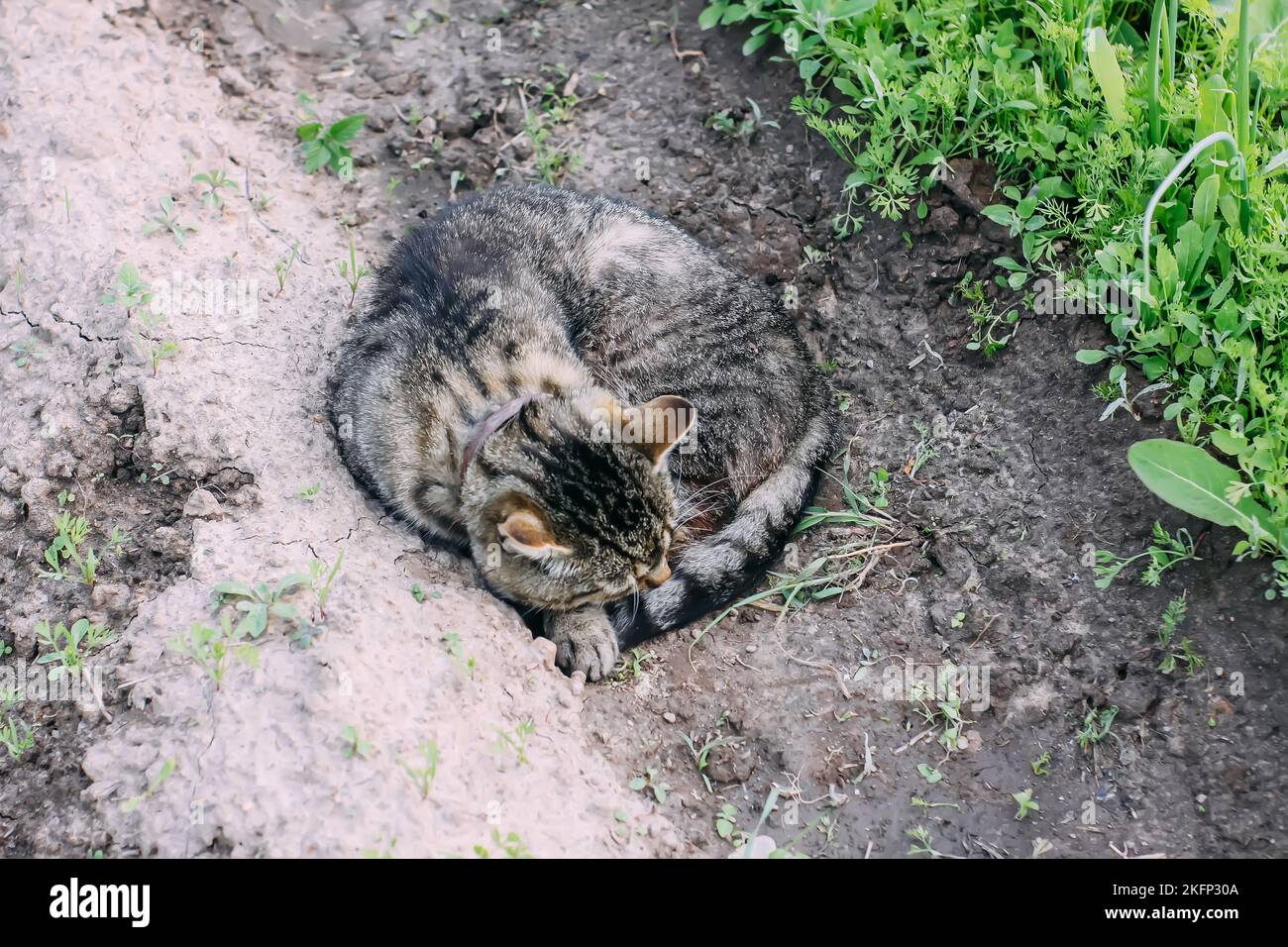 Cat sleeping on the ground in the vegetable garden Stock Photo