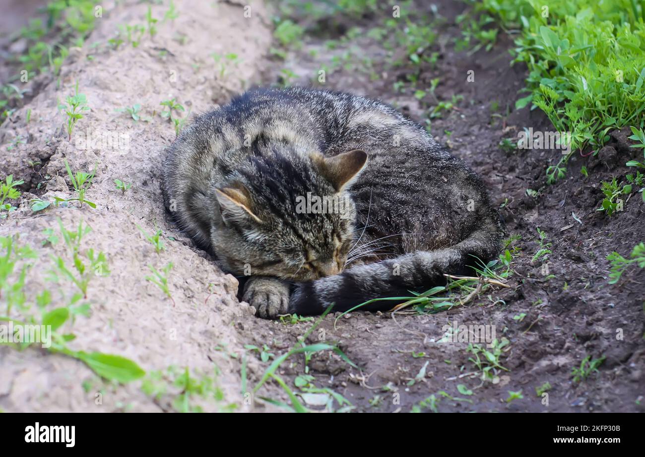 Cat sleeping on the ground in the vegetable garden Stock Photo - …