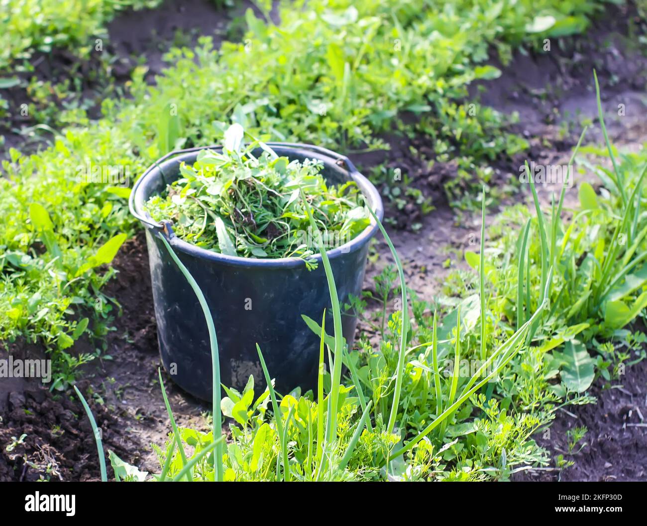 Weeds in a plastic bucket on kitchengarden Stock Photo Alamy
