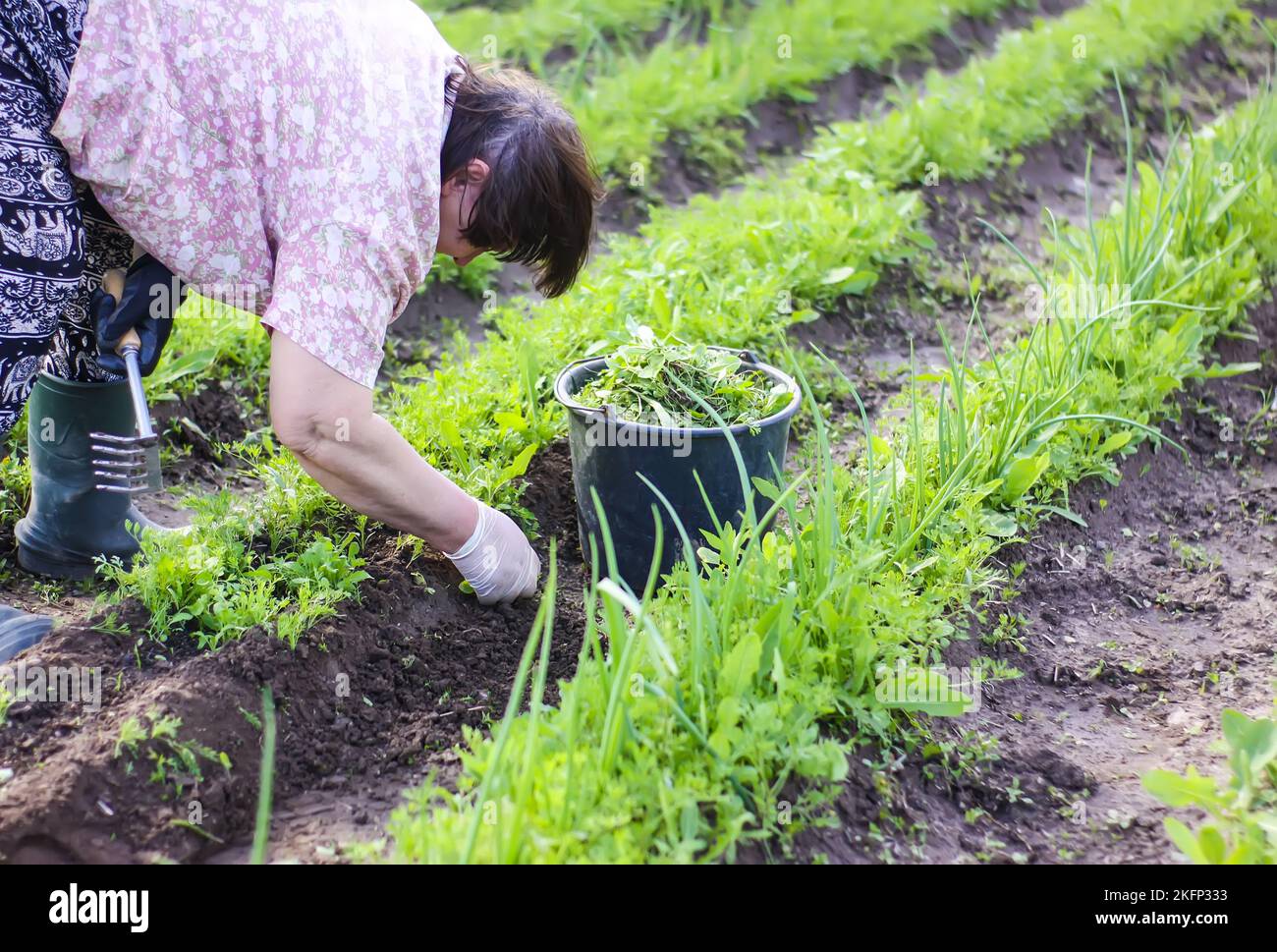 Woman pulling weeds hi-res stock photography and images - Alamy