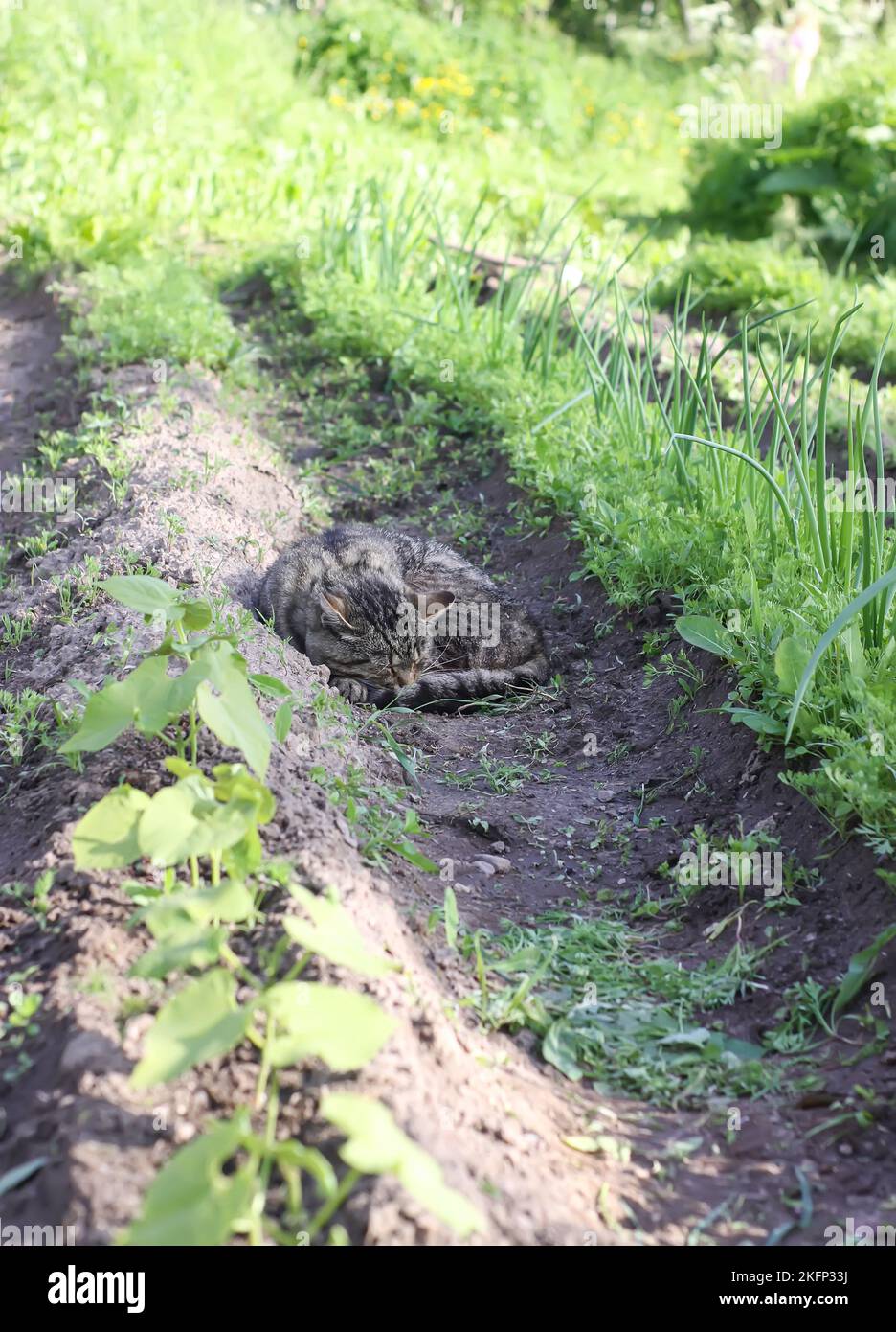 Cat sleeping on the ground in the vegetable garden Stock Photo