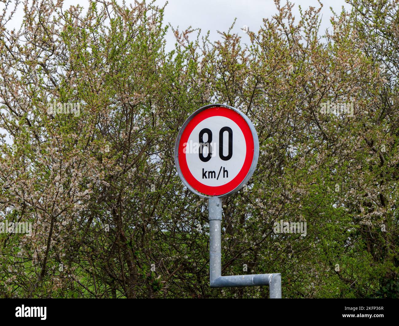 Round sign warning about speed limits, trees. the speed limit is 80 km